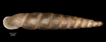 Media type: image;   Malacology 167098 Aspect: dorsal